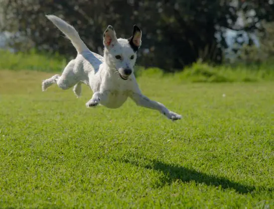 White dog leaping in the air representing the joy felt at Woods valldata reaching the milestone of £2 billion of charity donations processed