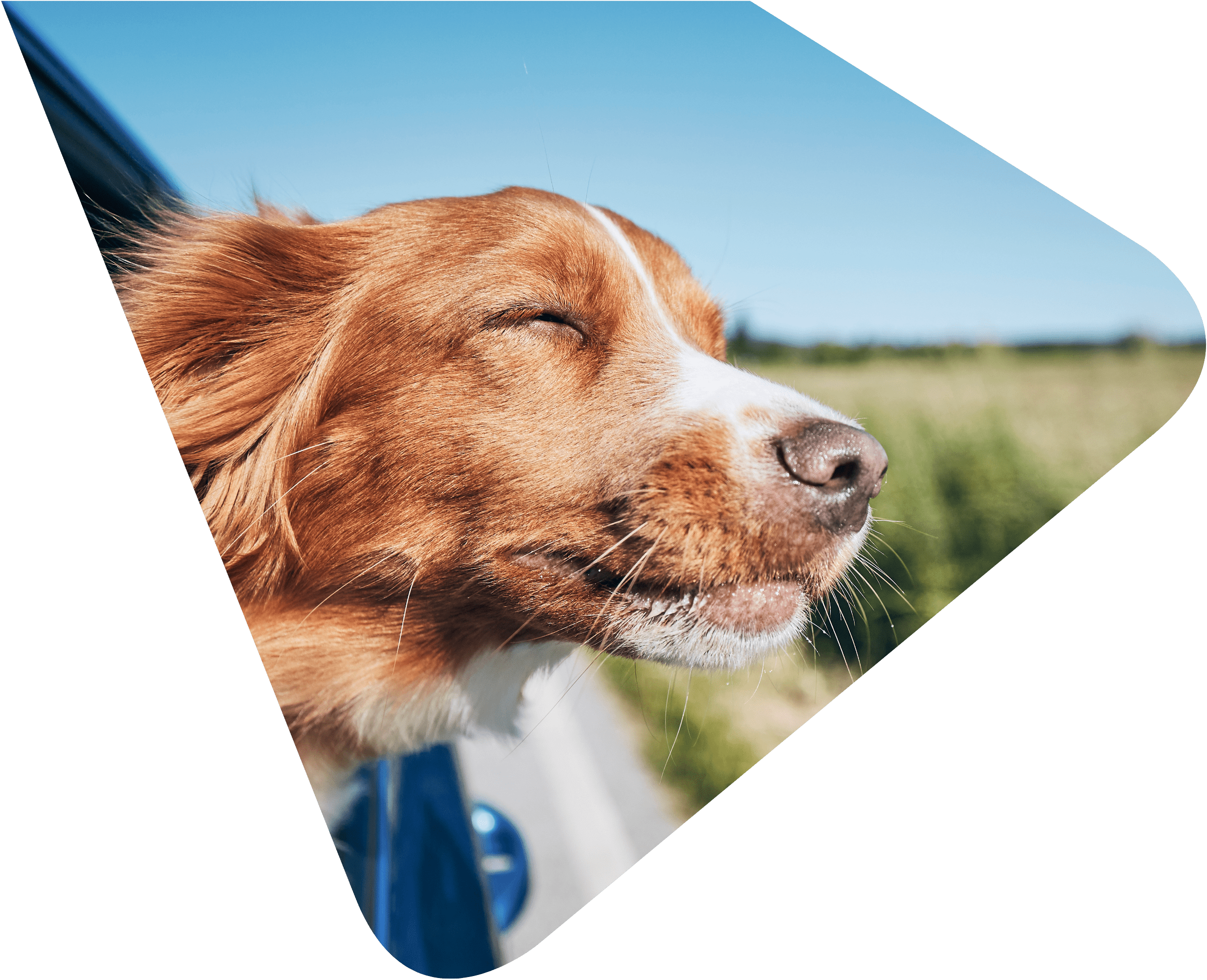 Brown dog with his eyes closed and head out of a car window enjoying the sensation of the wind. Representing Woods Valldata's work with animal charities.