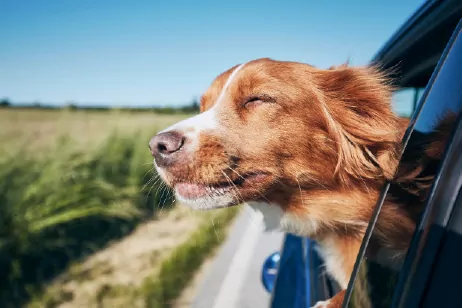 dog with head out of window