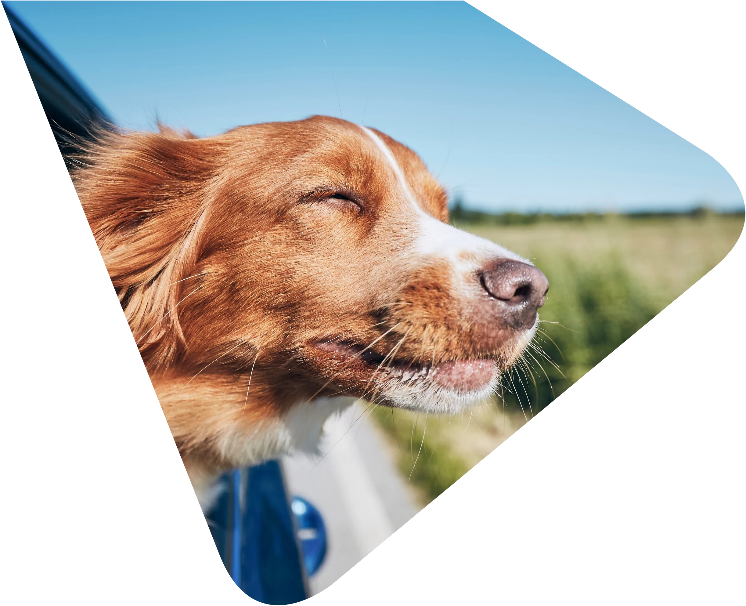 Brown dog with his eyes closed and head out of a car window enjoying the sensation of the wind. Representing Woods Valldata's work with animal charities.